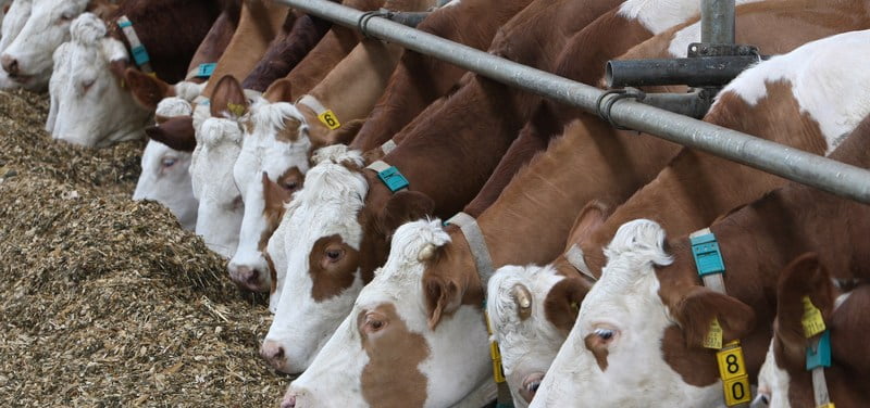 Племенное животноводство освободили от НДС